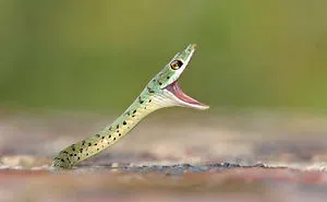 26 Adorable Snake Pics That Will Help You Conquer Your Fear