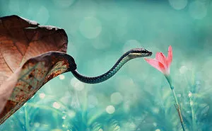 26 Adorable Snake Pics That Will Help You Conquer Your Fear