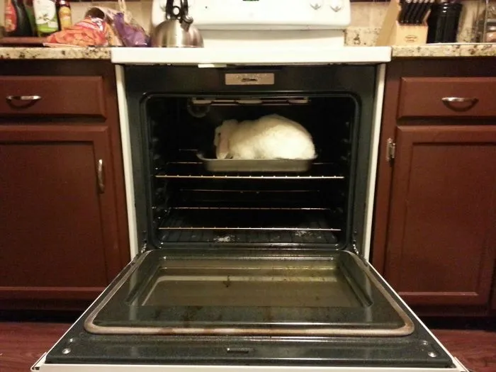 So I'm Watching My Girlfriend's Rabbit While She's Away. Sent Her This