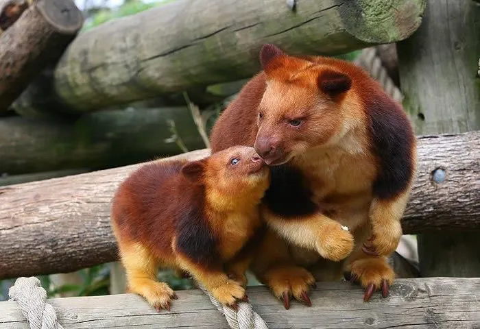 Turns Out Tree-Kangaroos Exist, And It's Impossible To Scroll Down This List Without Smiling