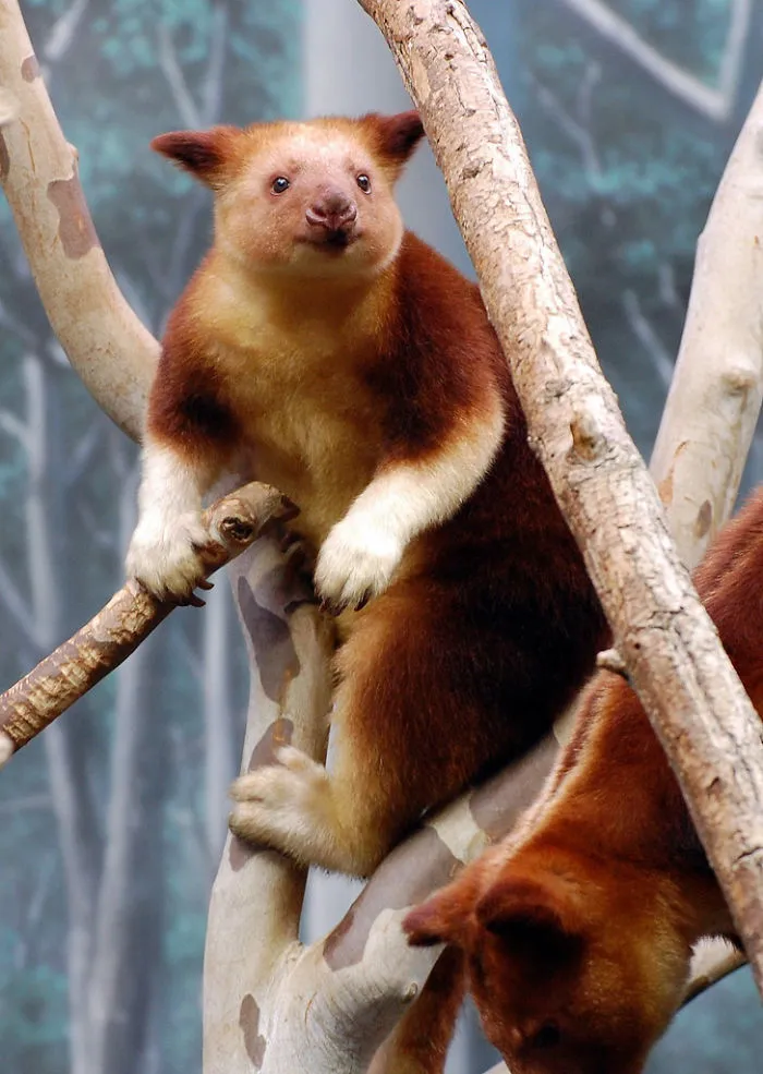 Turns Out Tree-Kangaroos Exist, And It's Impossible To Scroll Down This List Without Smiling