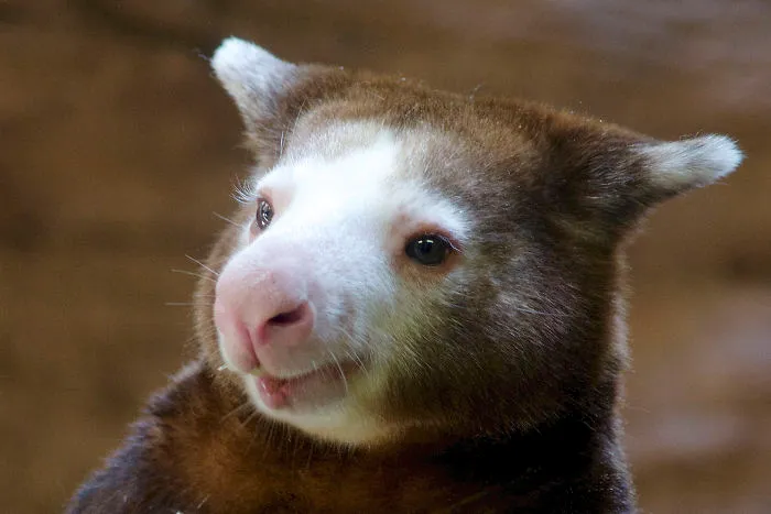 Turns Out Tree-Kangaroos Exist, And It's Impossible To Scroll Down This List Without Smiling
