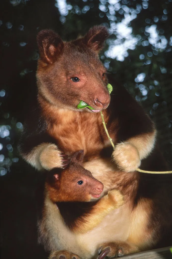 Turns Out Tree-Kangaroos Exist, And It's Impossible To Scroll Down This List Without Smiling