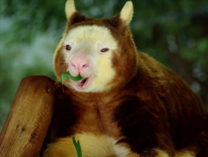Turns Out Tree-Kangaroos Exist, And It's Impossible To Scroll Down This List Without Smiling