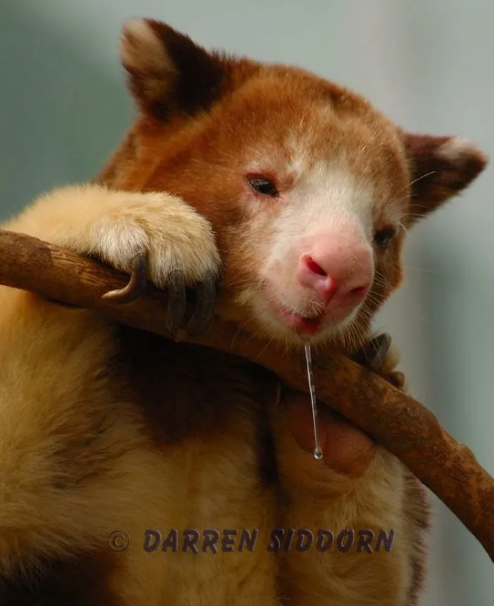Turns Out Tree-Kangaroos Exist, And It's Impossible To Scroll Down This List Without Smiling
