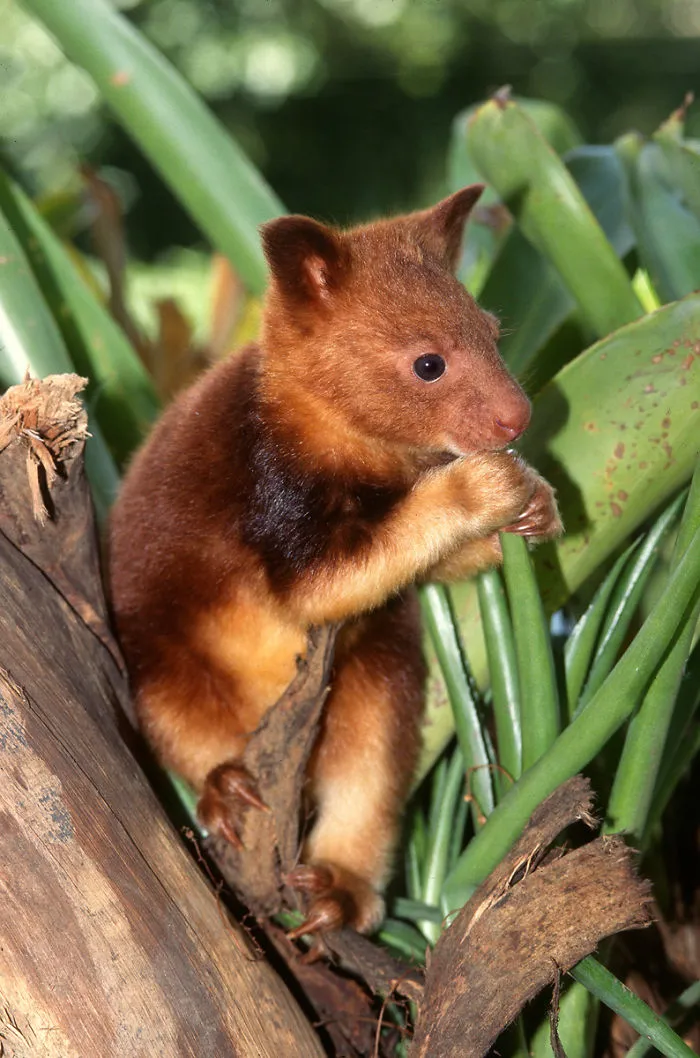 Turns Out Tree-Kangaroos Exist, And It's Impossible To Scroll Down This List Without Smiling