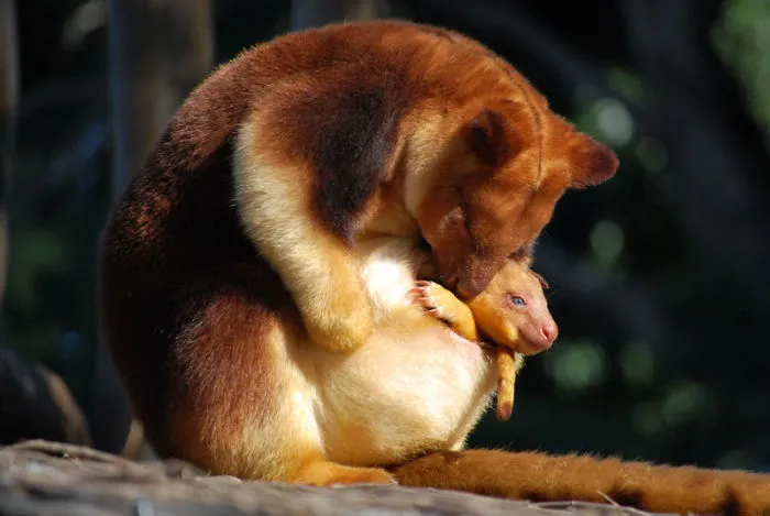 Turns Out Tree-Kangaroos Exist, And It's Impossible To Scroll Down This List Without Smiling