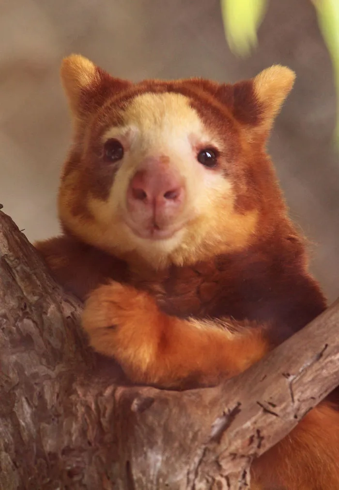 Turns Out Tree-Kangaroos Exist, And It's Impossible To Scroll Down This List Without Smiling