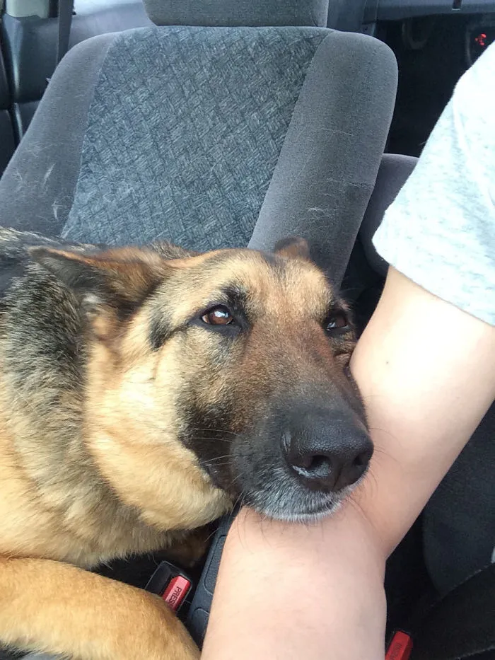 Took My Girlfriend's Dog To The Park. I Think She Likes Me