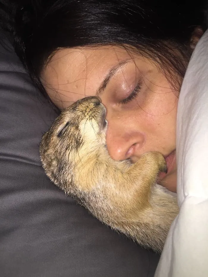 Mi perro de las praderas durmiendo con mi novia