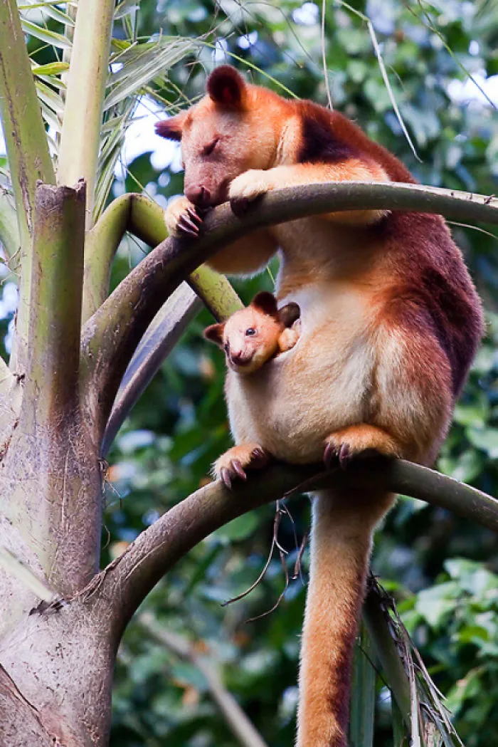 Turns Out Tree-Kangaroos Exist, And It's Impossible To Scroll Down This List Without Smiling