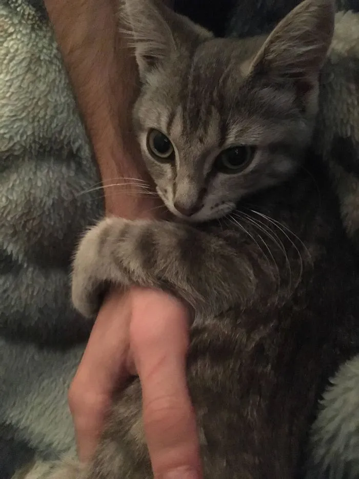 The New Kitten Has Developed Quite The Attachment To My Boyfriend