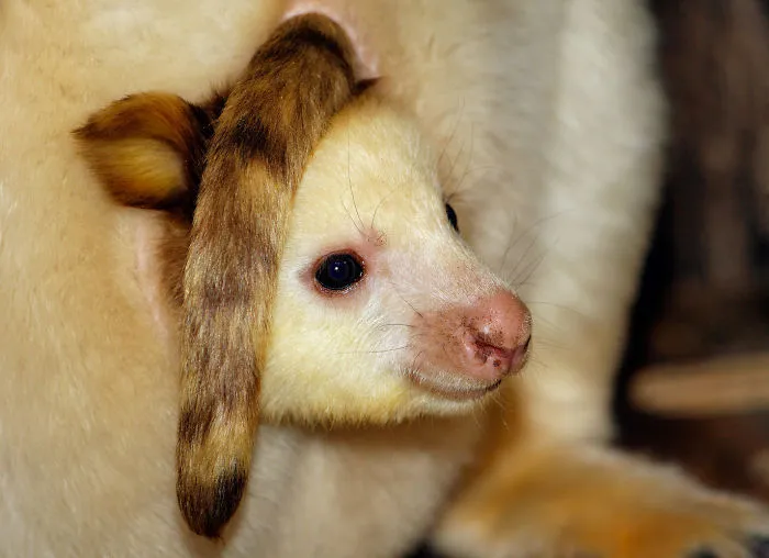 Turns Out Tree-Kangaroos Exist, And It's Impossible To Scroll Down This List Without Smiling