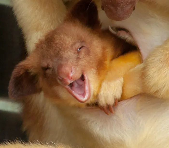 Turns Out Tree-Kangaroos Exist, And It's Impossible To Scroll Down This List Without Smiling