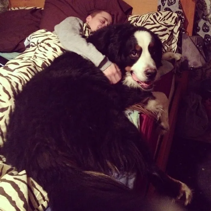 Mi perro y mi novio en la cama