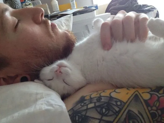 Mi gato buscando calor en la barba de mi novio