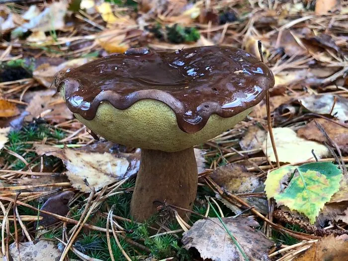 Seta que parece un donut cubierto de chocolate