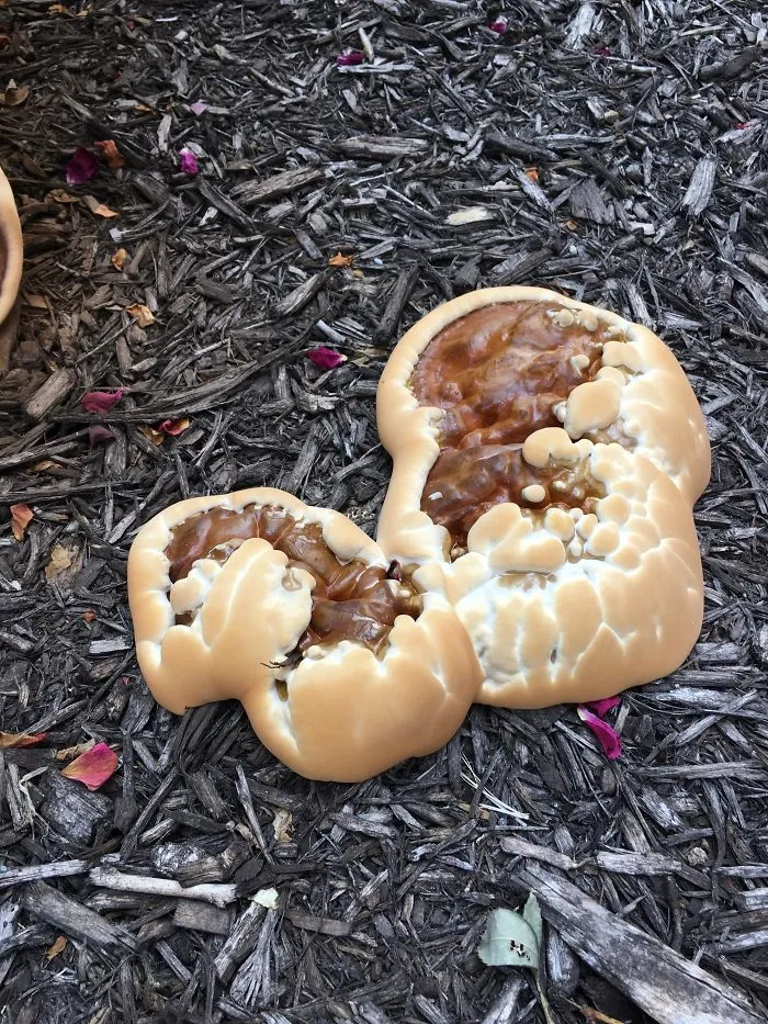 This Fungus Looks Like A Perfectly Toasted Marshmallow With Some Nice Chocolate Stuff In The Middle