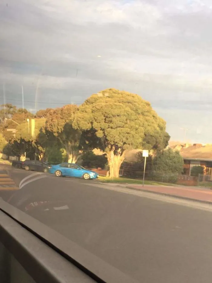 Árbol que parece brécol