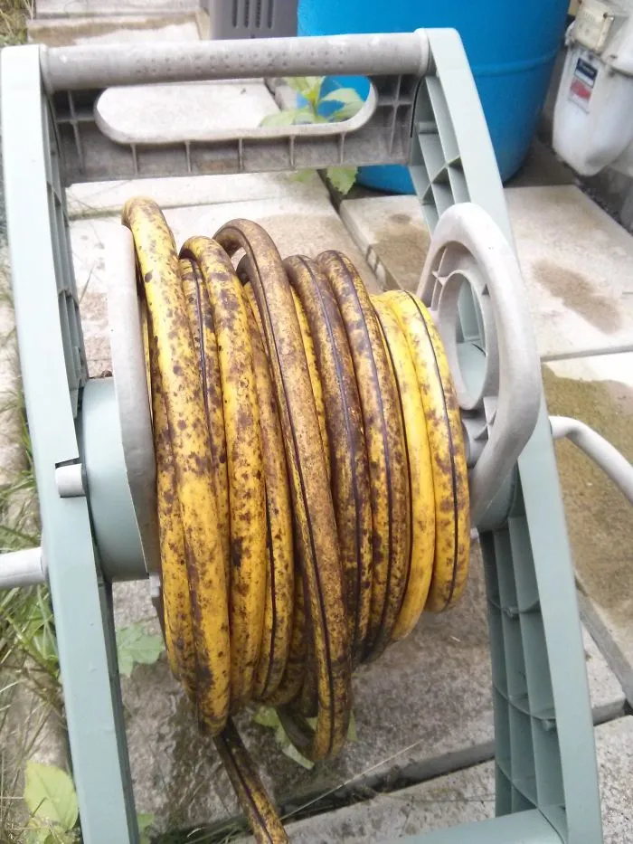 Manguera que parece un plátano muy maduro