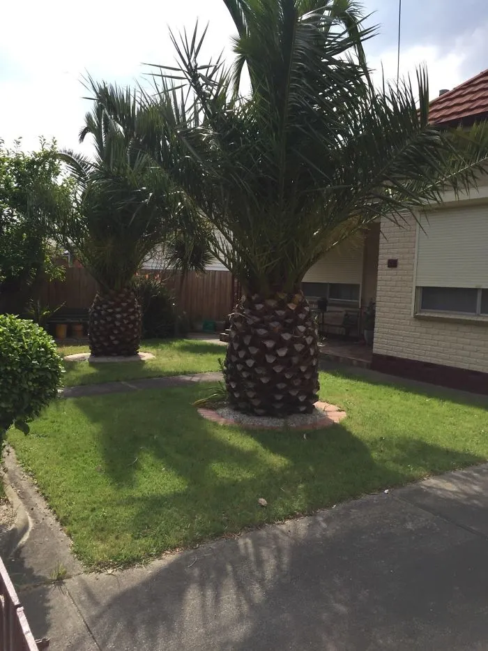 Palmeras que parecen piñas gigantes