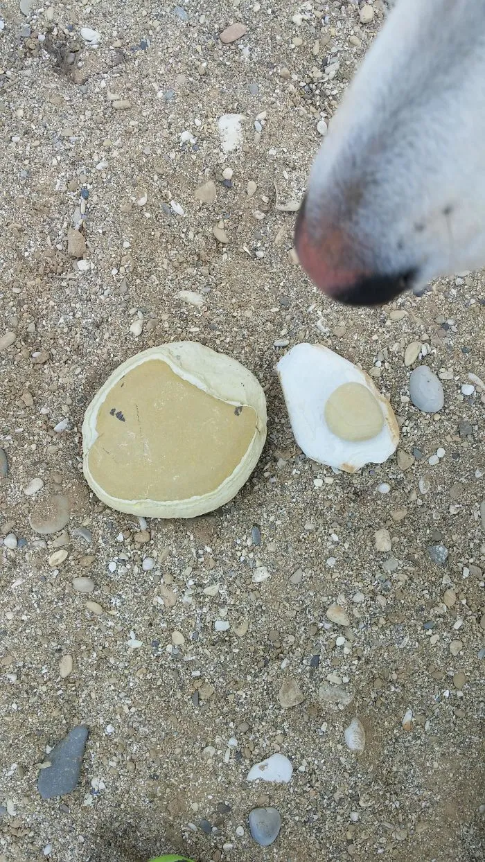 These Rocks Look Like A Pancake And Eggs