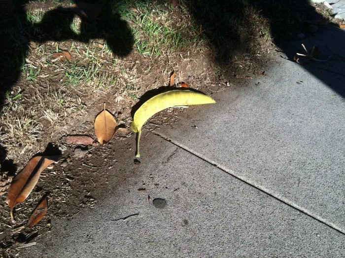 Hoja que parece un plátano