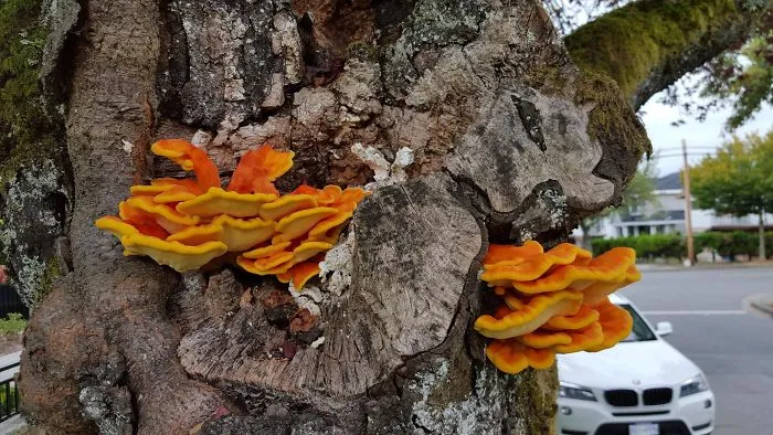 This Fungus I Found Looks Like Fuzzy Peaches Candy