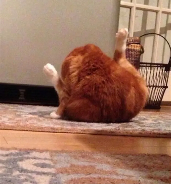 My Cat Looks Like A Rotisserie Chicken