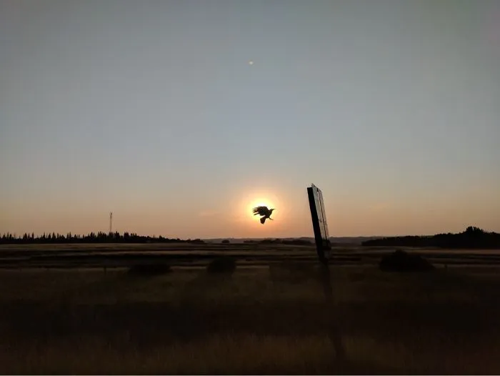 Tried To Take A Picture Of The Sunset While Driving And A Bird Totally Ruined My Shot