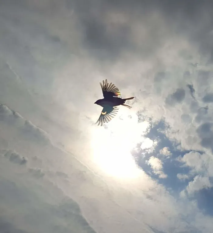 Eclipse On A Bird's Wing