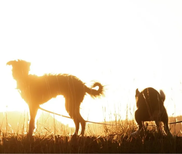 I Framed This Gorgeous Photo Of Teddy As The Sun Was Rising... At The Last Minute, Joey Decided To Photo Bomb