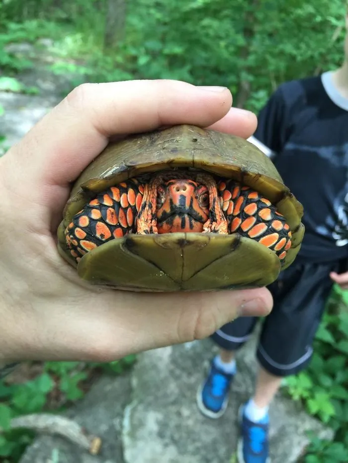 Weird Looking Hamburger