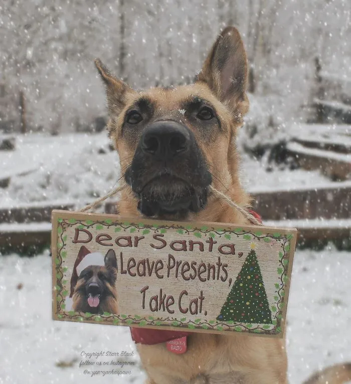 This Years Christmas Card