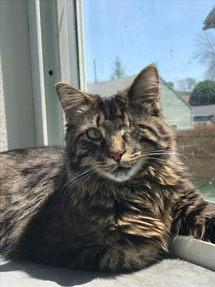 Our Kitty Fetty Wap