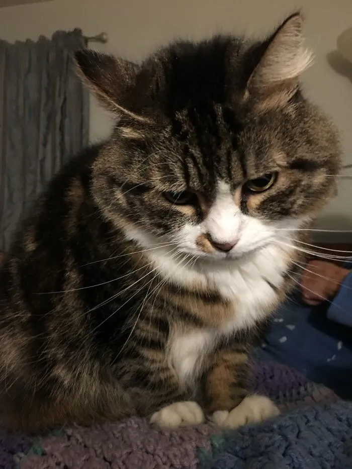 Tabby cat looking down thoughtfully as people share the funny names they now call their pets instead of the original ones.