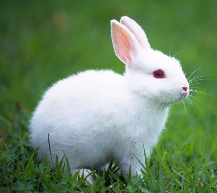 10+ Photos With Rare And Beautiful Albino Animals