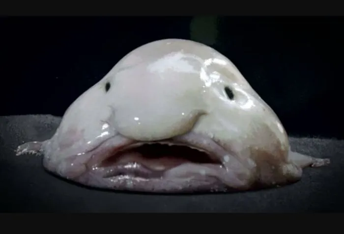Weird Animals