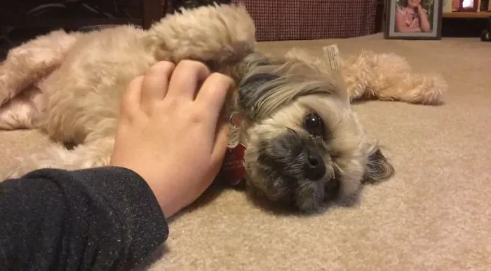 A small dog lying on the carpet being petted, illustrating funny pet names people now call their pets.