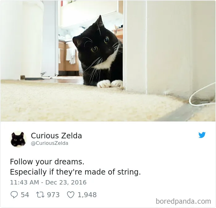 73 Funny Tweets By Curious Zelda That Will Instantly Make Your Day