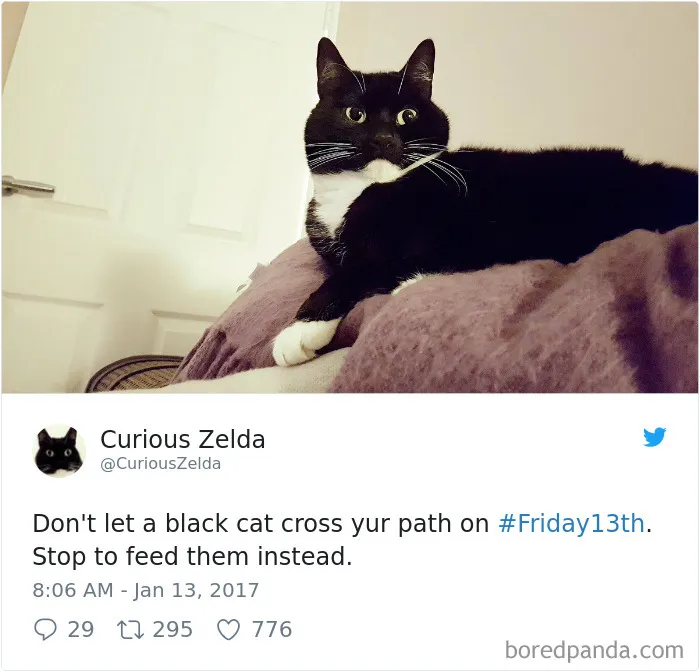 73 Funny Tweets By Curious Zelda That Will Instantly Make Your Day