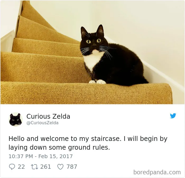 73 Funny Tweets By Curious Zelda That Will Instantly Make Your Day