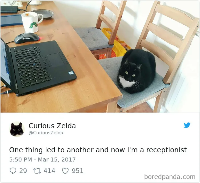 73 Funny Tweets By Curious Zelda That Will Instantly Make Your Day