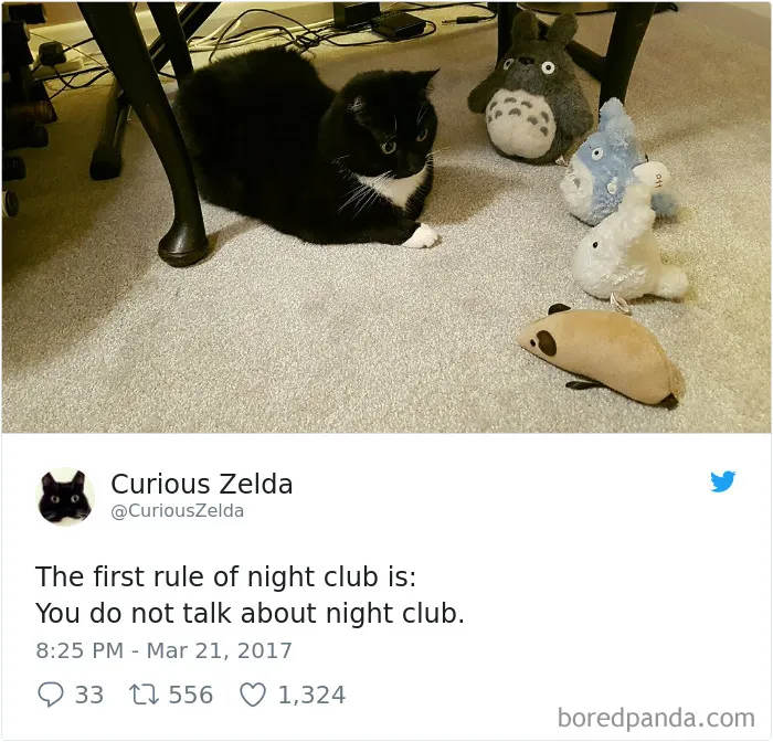 73 Funny Tweets By Curious Zelda That Will Instantly Make Your Day