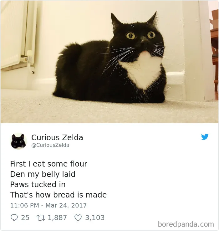 73 Funny Tweets By Curious Zelda That Will Instantly Make Your Day