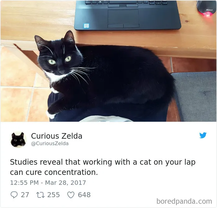 73 Funny Tweets By Curious Zelda That Will Instantly Make Your Day