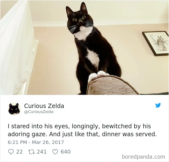 73 Funny Tweets By Curious Zelda That Will Instantly Make Your Day