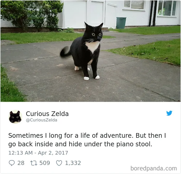 73 Funny Tweets By Curious Zelda That Will Instantly Make Your Day