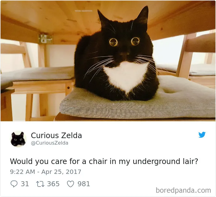 73 Funny Tweets By Curious Zelda That Will Instantly Make Your Day