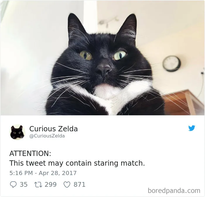 73 Funny Tweets By Curious Zelda That Will Instantly Make Your Day